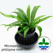 P577 Microsorium philippine mini
